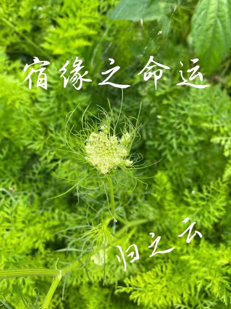 宿命缘分什么意思